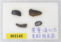 藏品(魚骨(異鮫類魚齒))的圖片